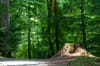Adliswil Wald