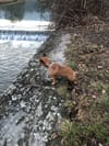 Leilani bewegt sich frei, bleibt aber verbunden.