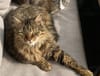 Kater Esko