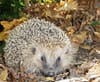 Die Zahl der Igel ist in Westeuropa stark zurückgegangen.