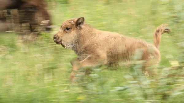 Junges Wisent im Wildnispark Zürich.