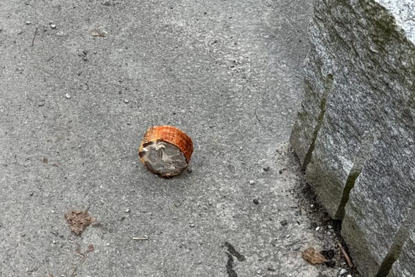Verdächtige Fleischstücke auf dem Boden gefunden