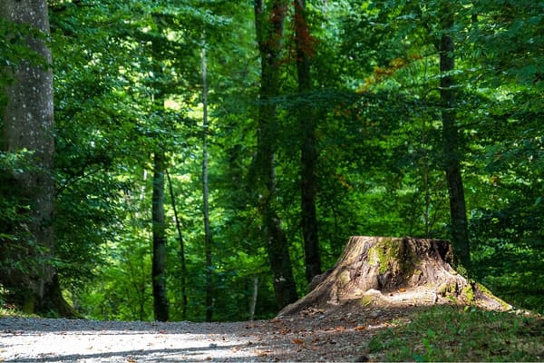 Adliswil Wald