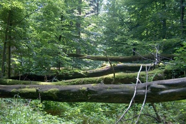 Das Ausflugsgebiet Sihlwald ist per Bus wieder direkt ab Horgen erreichbar.