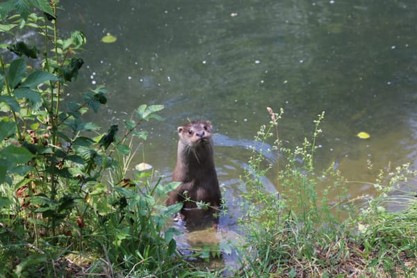Beim Besucherzentrum Sihlwald ist dieser Fischotter zu sehen.
