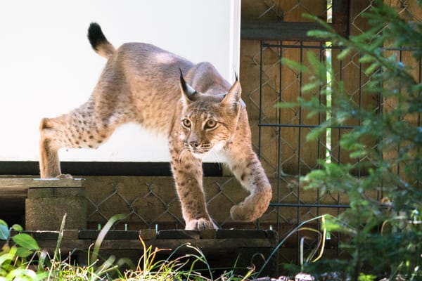 Wangari wurde im Tierpark Langenberg geboren und lebt seit dieser Woche in Thüringen in freier Wildbahn.