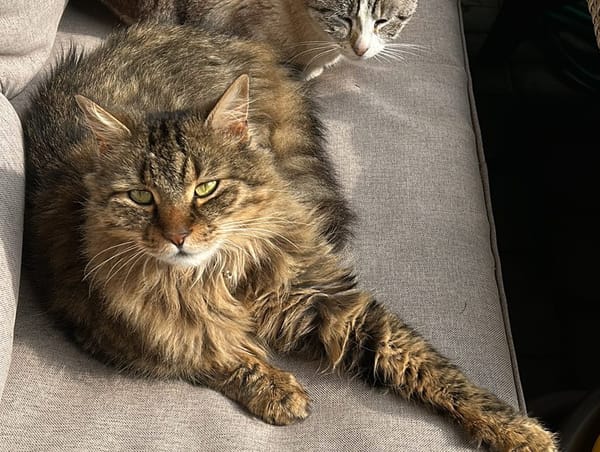 Kater Esko