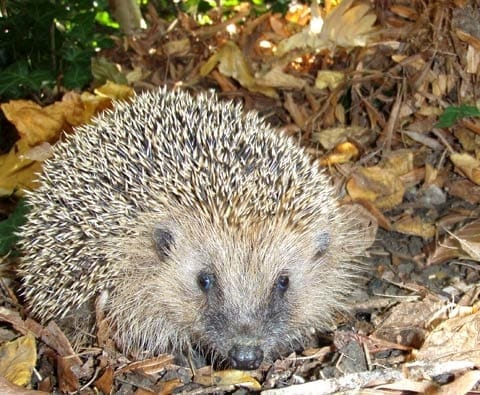 Die Zahl der Igel ist in Westeuropa stark zurückgegangen.