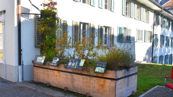 Thalwil zeigt, wie gespeichertes Regenwasser kühlen kann